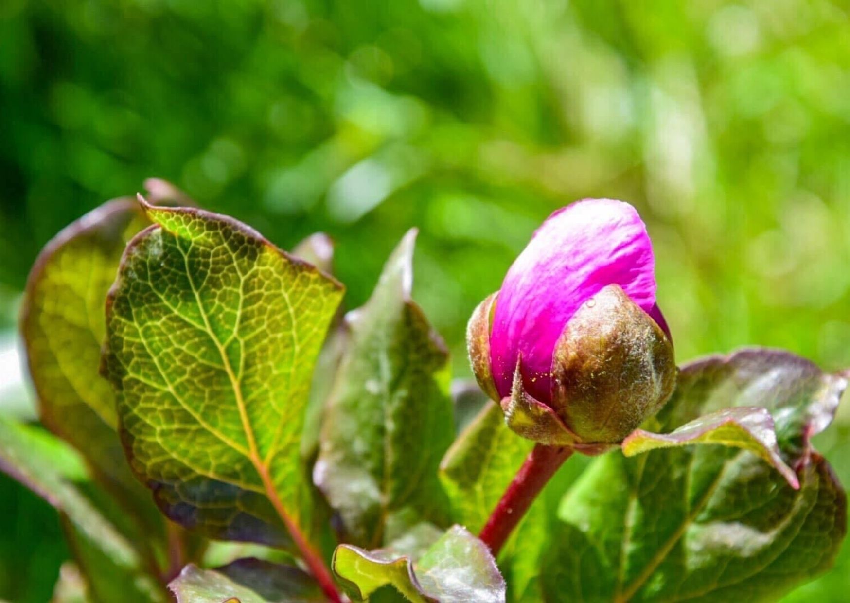 Bocciolo di Peonia . fiore simbolo della Sardegna